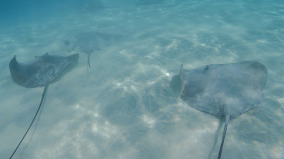 Moorea, sting ray on white sand in the lagoon, french Polynesia,  4K UHD