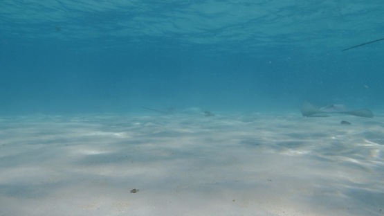 Sting rays in the lagoon of Moorea, French Polynesia, 4K UHD