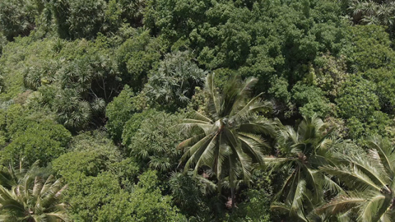 Aerial drone view of Ua Pou, nature and forest, Marquesas islands, Polynesia, 2K7
