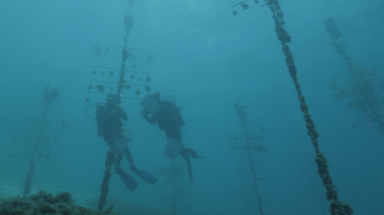 Scientists Scuba divers working on Coral station in the lagoon, Moorea, French Polynesia