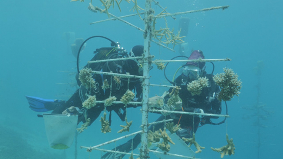 Scientists Scuba divers working on Coral station in the lagoon, Moorea, French Polynesia