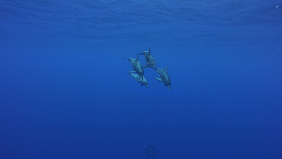 Spinner dolphin swimming in the ocean, Moorea, French Polynesia