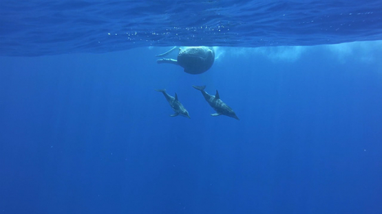 Spinner dolphin swimming  around a humpback whale in the ocean, Moorea, French Polynesia