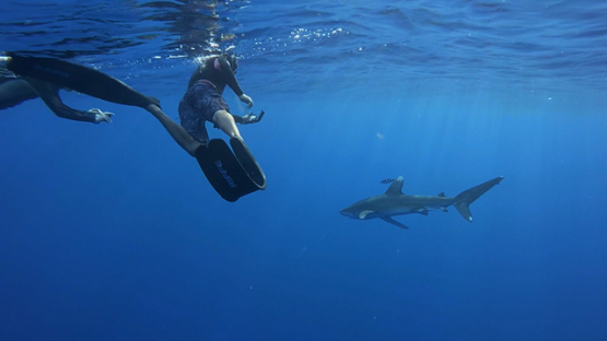 Oceanic shark swimming close to the camera, Moorea, French Polynesia