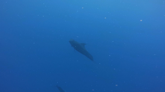 Pilot whales swimming in the ocean, Moorea, French Polynesia