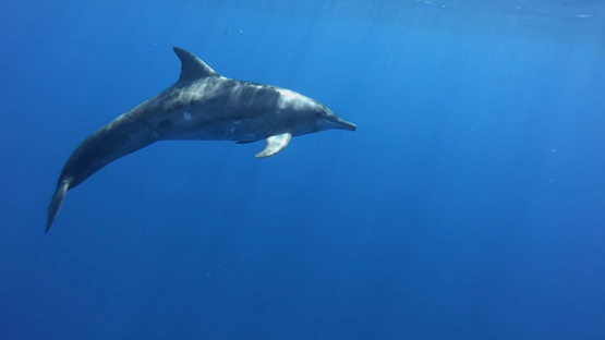 Moorea, Spinner dolphins swimming close to camera, French Polynesia