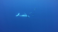 Moorea, Spinner dolphins swimming with humpback whale in the ocean, French Polynesia