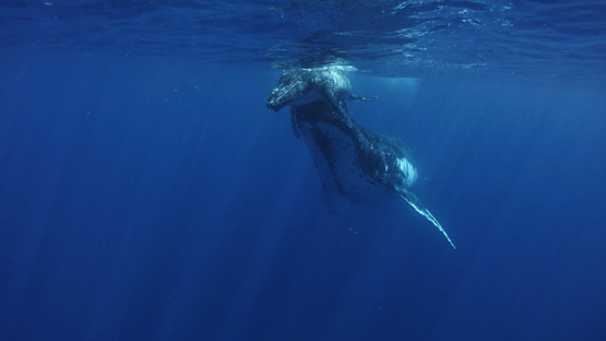 Moorea, Humpback whale mother helping her calf to breath at the surface, French Polynesia
