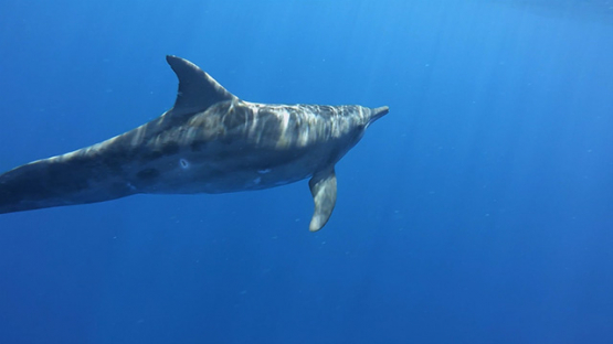 Moorea, Spinner dolphins swimming close to camera, French Polynesia