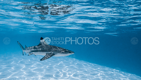 Blacktip reef shark swimming on a shallow sand bar, Lagoon of Moorea