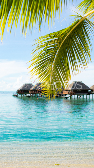 Hilton resort beach and overwater bungalows, Moorea, under coconut tree