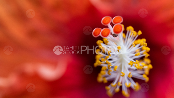 Macrophotography of a red hibiscus stamens and pistil