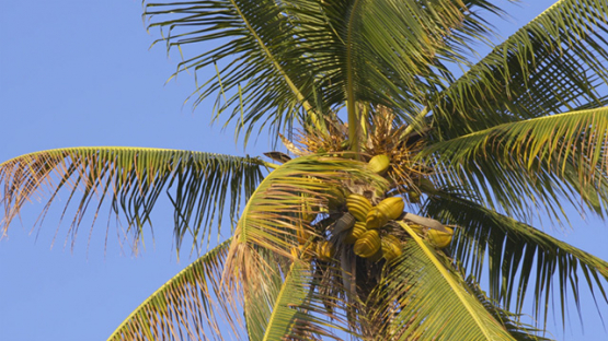 Coconut on the tree and blue sky, 4K UHD