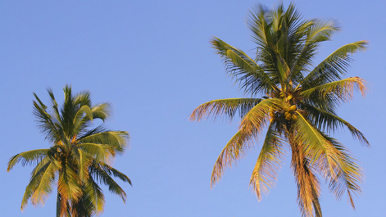 Two coconut trees and blue sky, 4K UHD