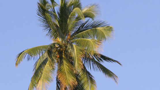 Slow motion of palmtree and blue sky