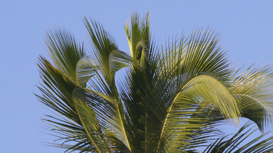 Slow motion of palmtree and blue sky