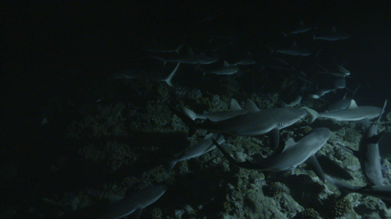 Group of grey sharks hunting at night, Tetamanu pass, Fakarava, 6K footage
