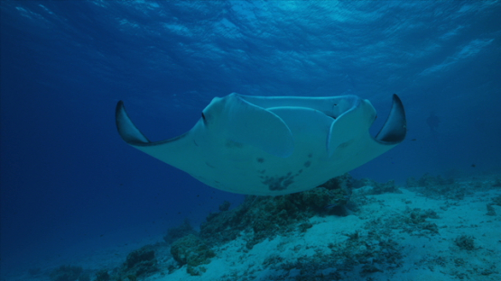 Manta ray swimming over the camera, lagoon of Tikehau, 6K footage