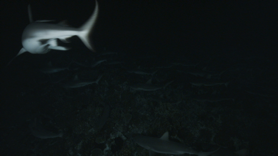 Group of grey sharks hunting at night, Tetamanu pass, Fakarava, 6K footage