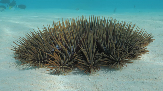 Crown of thorns starfish in the lagoon, Moorea, 4K UHD