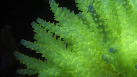 Moorea, Macro shot of acropora coral and polypes, fluo lighting, 4K UHD