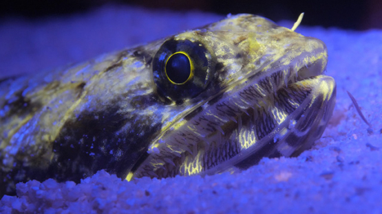 Macro shot of lizard fish under fluorescent light, Moorea, 4K UHD