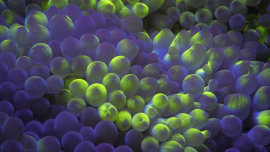 Fluorescent Sea anemone shot at night, Moorea, 4K UHD macro shot