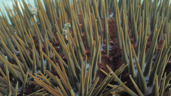 Close up on Crown of thorns starfish in the lagoon, Moorea, 4K UHD
