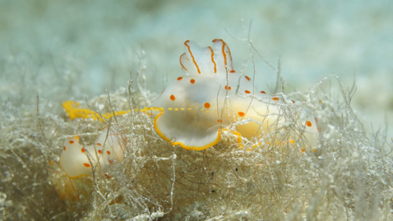 Gymnodoris ceylonica, Sea slug in the algaes and eggs laying, Moorea, 4K UHD macro shot
