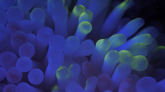 Macro shot of Fluorescent Sea anemone shot at night, Moorea, 4K UHD