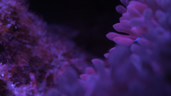 Clown fish hiding in FluoreScent Sea anemone shot at night and clown fish, Moorea, 4K UHD macro 