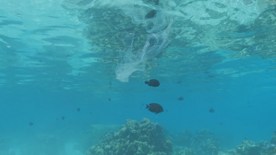 Pollution, plastic bag floating in the lagoon, Moorea, 4K UHD