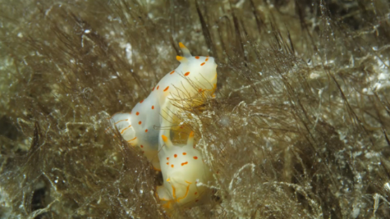 Two Gymnodoris ceylonica breeding, Sea slug in the seaweeds and eggs laying, Moorea, 4K UHD macro shot