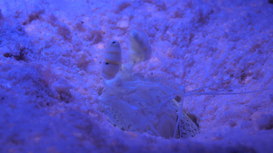 Mantis schrimp filmed at night under ultraviolet lights, 4K UHD macro
