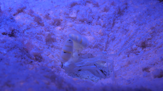 Mantis schrimp filmed at night under ultraviolet lights, 4K UHD macro