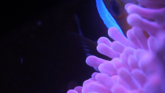 Clown fish hiding in Fluorescent Sea anemone shot at night, Moorea, 4K UHD macro 