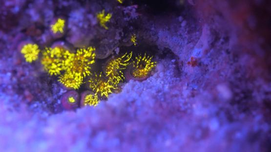 Small yellow anemones and corals under ultraviolet light, Moorea, 4K UHD