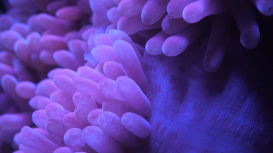 Fluorescent Sea anemone shot at night, Moorea, 4K UHD macro shot