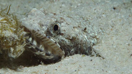 Macro shot of lizard fish in the sand, Moorea, 4K UHD