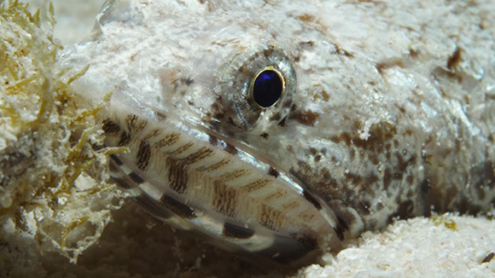 Macro shot of lizard fish on the sand, lagoon of Moorea, 4K UHD