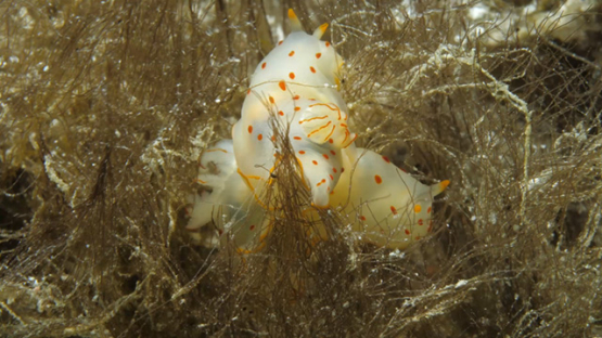 Two Gymnodoris ceylonica breeding, Sea slug in the seaweeds, Moorea, 4K UHD macro shot