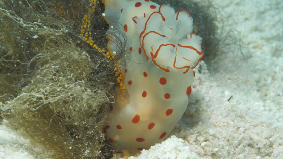 Gymnodoris ceylonica, Sea slug in the seaweeds and eggs laying, Moorea, 4K UHD macro shot