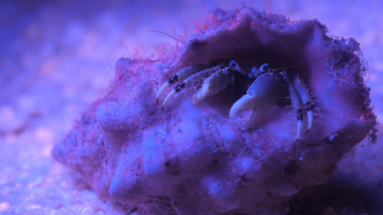 Hermit crab in its shell, lagoon of Moorea, 4K UHD macro