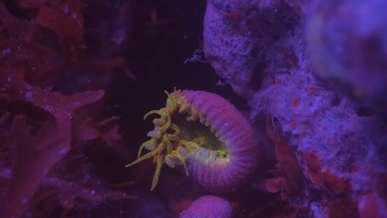Yellow anemones and corals under ultraviolet light, Moorea, 4K UHD