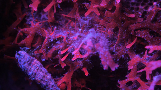Hermite crab climbing on red seaweeds, Moorea, 4K UHD macro