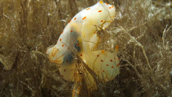 Two Gymnodoris ceylonica breeding, Sea slugs in the seaweeds and eggs laying, Moorea, 4K UHD macro shot