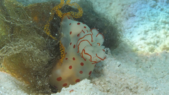 Macro shot of sea slug Gymnodoris ceylonica laying eggs in the seaweeds, Moorea, 4K UHD