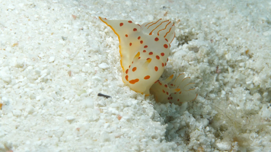 Macro shot of two sea slug Gymnodoris ceylonica on the sand, Moorea, 4K UHD