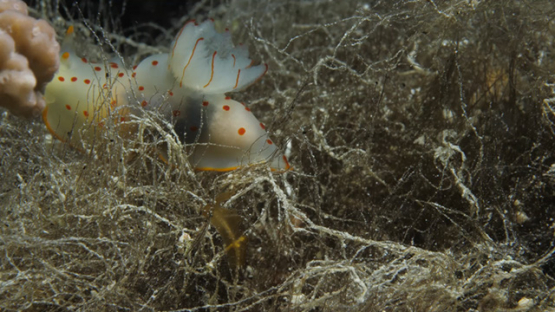 Macro shot of sea slug Gymnodoris ceylonica in the seaweeds, Moorea, 4K UHD