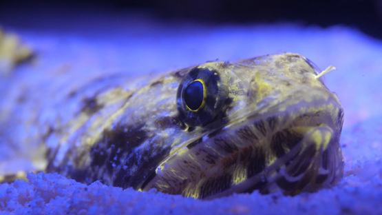 Macro shot of lizard fish on the sand lighted with ultraviolet, lagoon of Moorea, 4K UHD